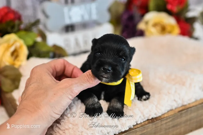 AKC Black & Silver Mini Schnauzer | Abby – Miniature Schnauzer puppy for sale in Antlers, OK