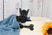 AKC Handsome Lil Stetson, a male Miniature Schnauzer for sale in Antlers, OK – 4 of 7