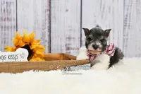 AKC Houston, a male Miniature Schnauzer for sale in Antlers, OK – 4 of 8