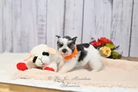 Salt & Pepper Parti | Tinker Bell, a female Miniature Schnauzer for sale in Antlers, OK – 6 of 8