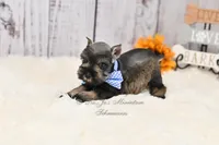 AKC Dallas, a male Miniature Schnauzer for sale in Antlers, OK – 7 of 7