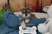 AKC Liver Pepper Boy, a male Miniature Schnauzer for sale in Antlers, OK – 4 of 7