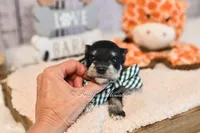 AKC Black & Silver Phantom | Tux, a male Miniature Schnauzer for sale in Antlers, OK – 2 of 7