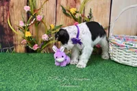 AKC Lil Miss Sophia, a female Miniature Schnauzer for sale in Antlers, OK – Photo 8 of 8