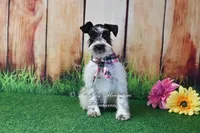 AKC Lil Miss Sophia, a female Miniature Schnauzer for sale in Antlers, OK – 2 of 5