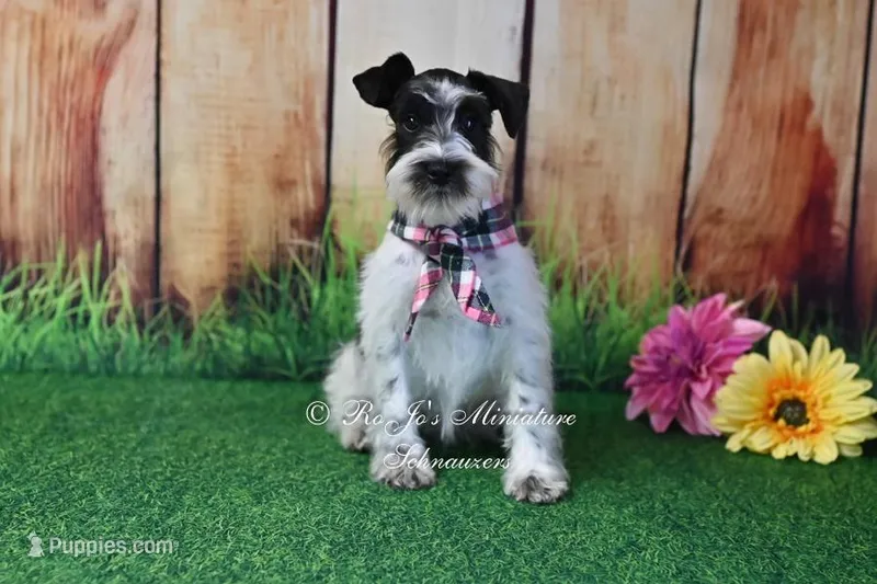 AKC Lil Miss Sophia – Miniature Schnauzer puppy for sale in Antlers, OK