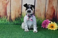 AKC Lil Miss Sophia, a female Miniature Schnauzer for sale in Antlers, OK – 1 of 5