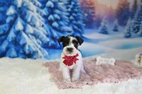 AKC Lil Miss Sophia, a female Miniature Schnauzer for sale in Antlers, OK – Photo 4 of 6