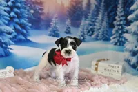 AKC Lil Miss Sophia, a female Miniature Schnauzer for sale in Antlers, OK – Photo 5 of 6