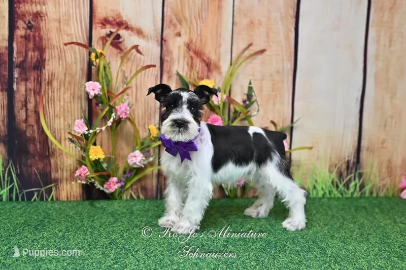 AKC Lil Miss Sophia – Miniature Schnauzer puppy for sale in Antlers, OK