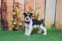 AKC Lil Miss Sophia, a female Miniature Schnauzer for sale in Antlers, OK – Photo 1 of 8