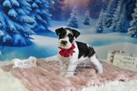 AKC Lil Miss Sophia, a female Miniature Schnauzer for sale in Antlers, OK – Photo 6 of 6