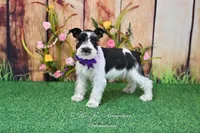 AKC Lil Miss Sophia, a female Miniature Schnauzer for sale in Antlers, OK – Photo 6 of 8