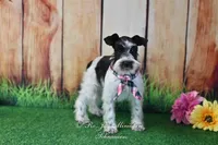AKC Lil Miss Sophia, a female Miniature Schnauzer for sale in Antlers, OK – 5 of 5