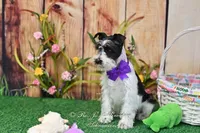 AKC Lil Miss Sophia, a female Miniature Schnauzer for sale in Antlers, OK – Photo 7 of 8