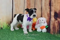 AKC Lil Miss Sophia, a female Miniature Schnauzer for sale in Antlers, OK – Photo 5 of 8