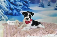 AKC Lil Miss Sophia, a female Miniature Schnauzer for sale in Antlers, OK – Photo 2 of 6