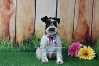 AKC Lil Miss Sophia, a female Miniature Schnauzer for sale in Antlers, OK – 3 of 5