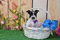 AKC Lil Miss Sophia, a female Miniature Schnauzer for sale in Antlers, OK – Photo 3 of 8