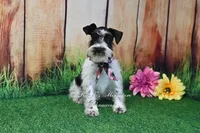 AKC Lil Miss Sophia, a female Miniature Schnauzer for sale in Antlers, OK – 4 of 5