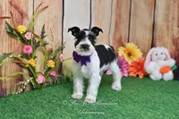 AKC Lil Miss Sophia, a female Miniature Schnauzer for sale in Antlers, OK – Photo 2 of 8