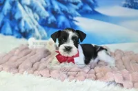 AKC Lil Miss Sophia, a female Miniature Schnauzer for sale in Antlers, OK – Photo 1 of 6