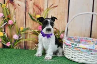 AKC Lil Miss Sophia, a female Miniature Schnauzer for sale in Antlers, OK – Photo 4 of 8
