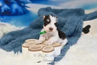 AKC Handsome Lil Snickers, a male Miniature Schnauzer for sale in Antlers, OK – Photo 6 of 7