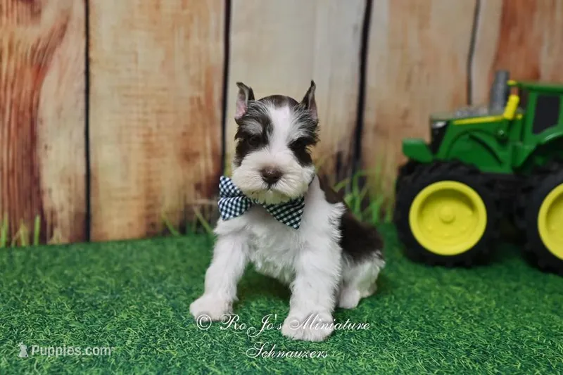 AKC Handsome Lil Snickers – Miniature Schnauzer puppy for sale in Antlers, OK