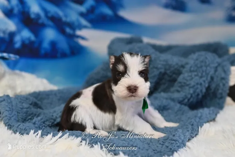 AKC Handsome Lil Snickers, a male Miniature Schnauzer for sale in Antlers, OK – Photo 1 of 7