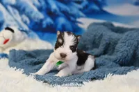 AKC Handsome Lil Snickers, a male Miniature Schnauzer for sale in Antlers, OK – Photo 4 of 7