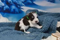 AKC Handsome Lil Snickers, a male Miniature Schnauzer for sale in Antlers, OK – Photo 3 of 7