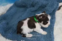 AKC Handsome Lil Snickers, a male Miniature Schnauzer for sale in Antlers, OK – Photo 7 of 7