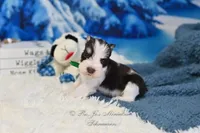 AKC Handsome Lil Snickers, a male Miniature Schnauzer for sale in Antlers, OK – Photo 2 of 7