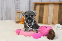 AKC Salt & Pepper | Sydney, a female Miniature Schnauzer for sale in Antlers, OK – 6 of 6