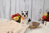 Salt & Pepper Parti | Tinker Bell, a female Miniature Schnauzer for sale in Antlers, OK – 5 of 8