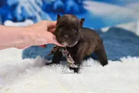 AKC Lil Bruno, a male Miniature Schnauzer for sale in Antlers, OK – Photo 4 of 6