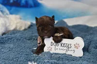 AKC Lil Bruno, a male Miniature Schnauzer for sale in Antlers, OK – Photo 2 of 6