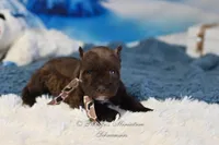 AKC Lil Bruno, a male Miniature Schnauzer for sale in Antlers, OK – Photo 3 of 6