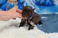 AKC Lil Bruno, a male Miniature Schnauzer for sale in Antlers, OK – Photo 6 of 6