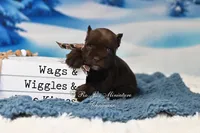 AKC Lil Bruno, a male Miniature Schnauzer for sale in Antlers, OK – Photo 5 of 6