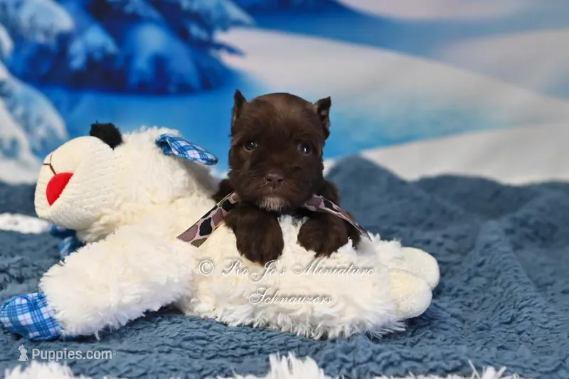 AKC Lil Bruno, a male Miniature Schnauzer for sale in Antlers, OK – Photo 1 of 6