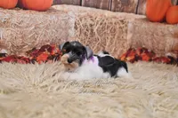AKC Lil Miss Emmie, a female Miniature Schnauzer for sale in Antlers, OK – 3 of 7