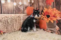 AKC Black & Silver Phantom | Tux, a male Miniature Schnauzer for sale in Antlers, OK – 7 of 9