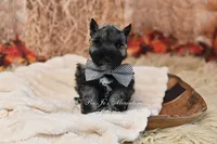 AKC Salt & Pepper | Maximus, a male Miniature Schnauzer for sale in Antlers, OK – 3 of 8