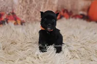 AKC Handsome Lil Ace, a male Miniature Schnauzer for sale in Antlers, OK – 2 of 6