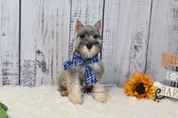 AKC Salt & Pepper | Max, a male Miniature Schnauzer for sale in Antlers, OK – 3 of 7