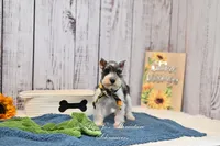 AKC Salt & Pepper Parti| Jaeger, a male Miniature Schnauzer for sale in Antlers, OK – 4 of 6