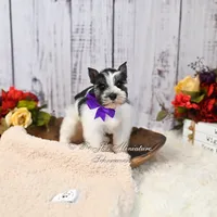 AKC Salt & Pepper Parti | Jewels, a female Miniature Schnauzer for sale in Antlers, OK – 2 of 7