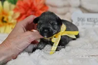 AKC Salt & Pepper Girl, a female Miniature Schnauzer for sale in Antlers, OK – 3 of 6